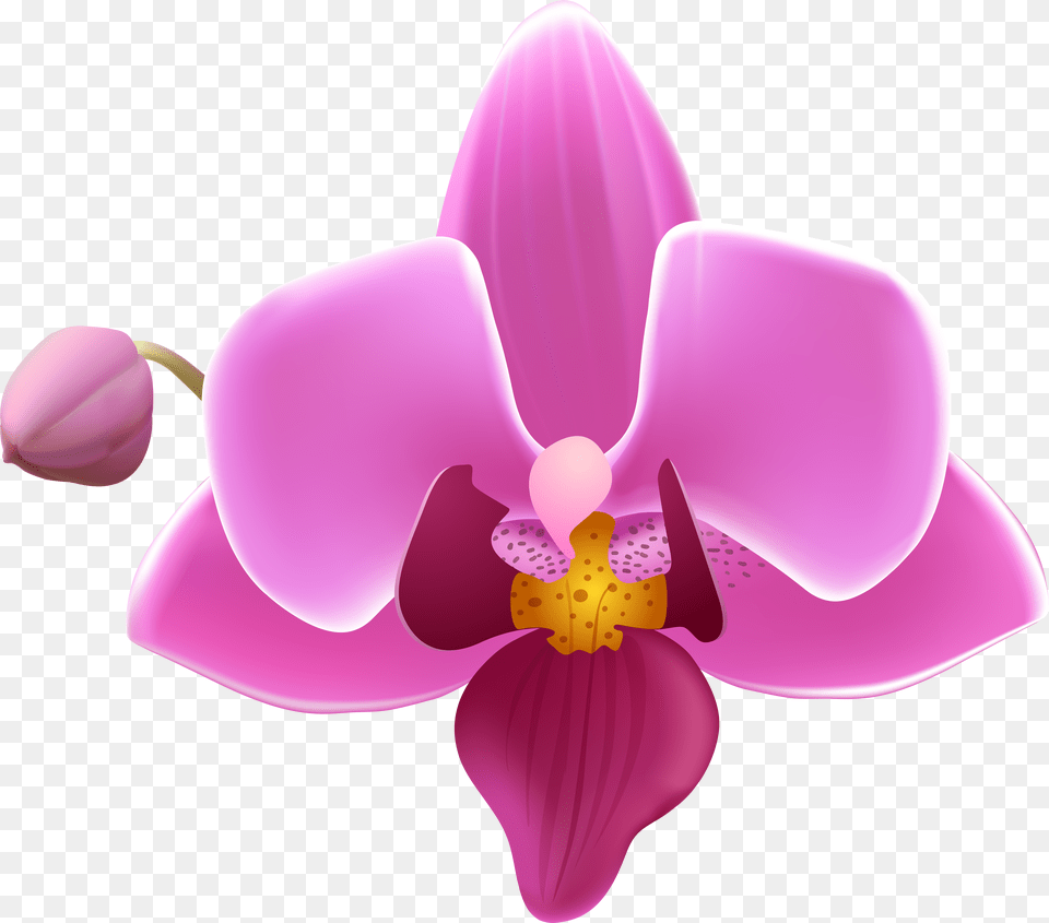 Purple Orchid Orchid Flower Free Transparent Png