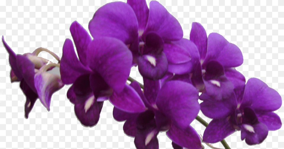 Purple Orchid Transparent Background, Flower, Plant Free Png