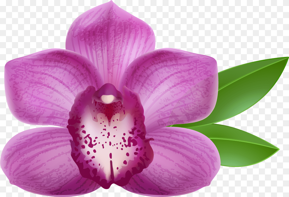 Purple Orchid Clip Art Image Purple Orchid Flower, Computer Hardware, Electronics, Hardware, Monitor Free Transparent Png