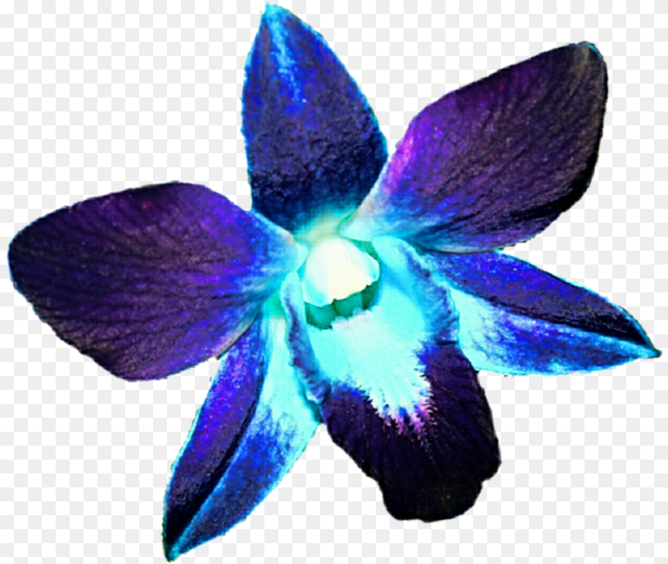 Purple Orchid V, Flower, Plant, Petal Png