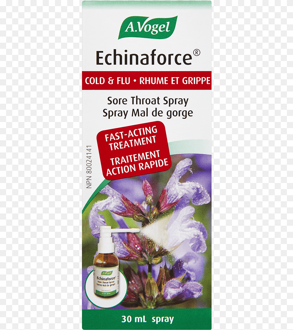 Purple Paint, Herbal, Herbs, Plant, Flower Png
