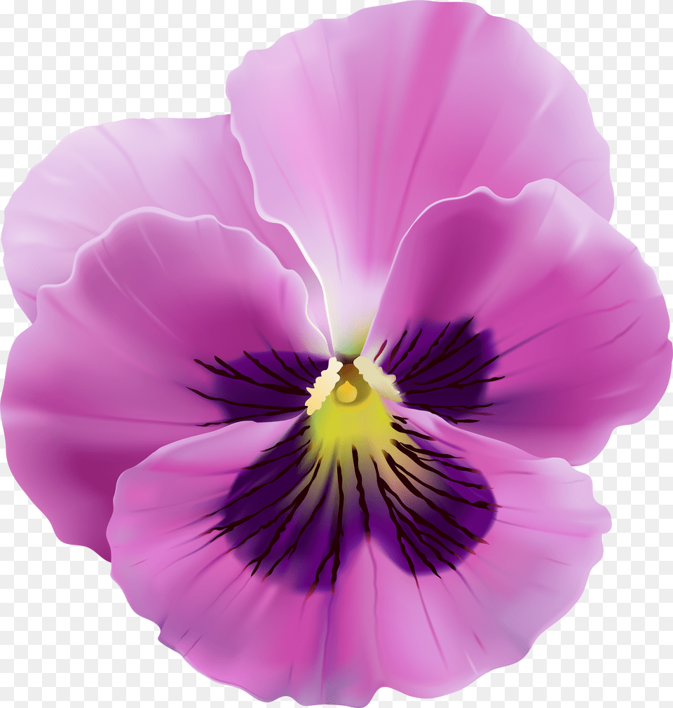 Purple Pansy Flower, Adult, Female, Person, Woman Png Image