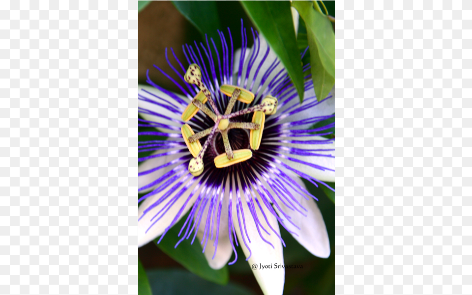 Purple Passionflower, Plant, Pollen, Flower Free Png