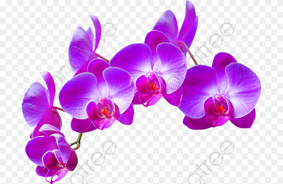 Purple Phalaenopsis, Flower, Orchid, Plant Free Png Download