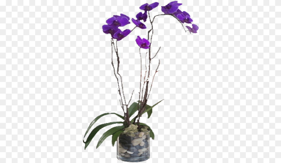 Purple Phalaenopsis Orchid, Flower, Flower Arrangement, Ikebana, Plant Png Image