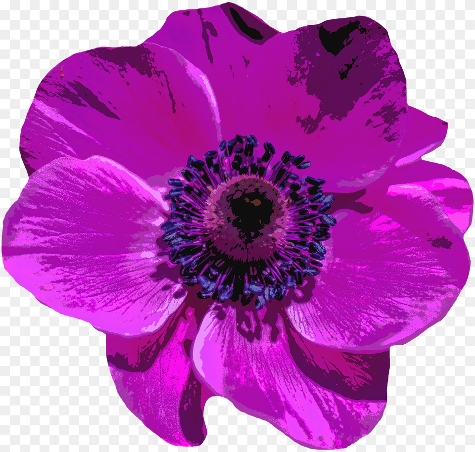 Purple Poppy Background, Anemone, Flower, Plant, Pollen Png Image