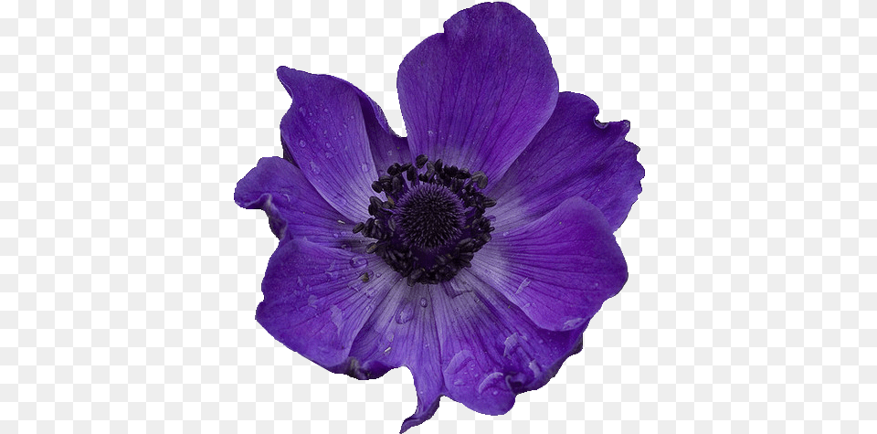 Purple Poppy Transparent, Anemone, Flower, Plant, Pollen Free Png