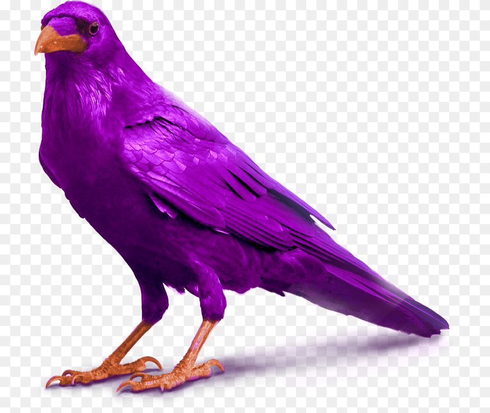 Purple Raven Bird Image Standing For Slider Background Crow, Animal, Beak, Blackbird Free Png Download