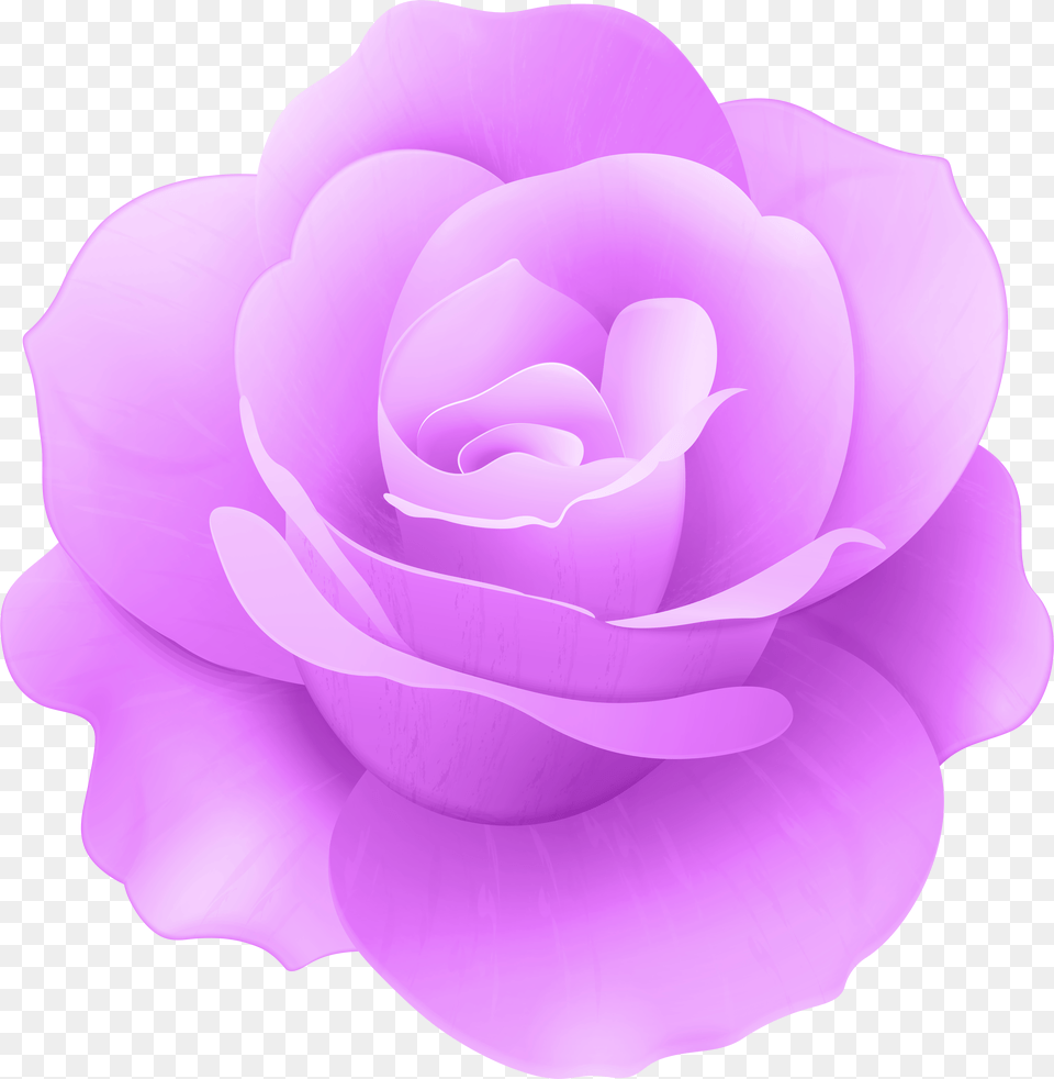 Purple Rose, Flower, Petal, Plant Free Png Download