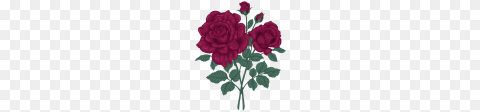 Purple Rose, Flower, Pattern, Plant, Art Free Transparent Png