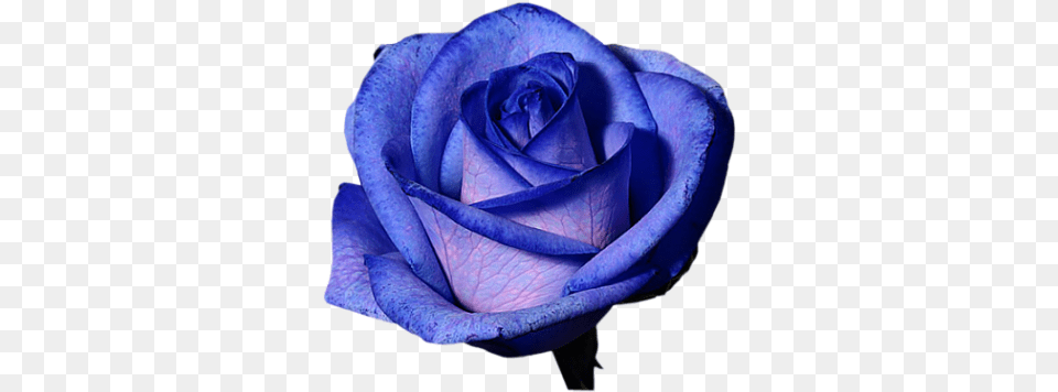 Purple Rose Background Blue Rose, Flower, Plant Png
