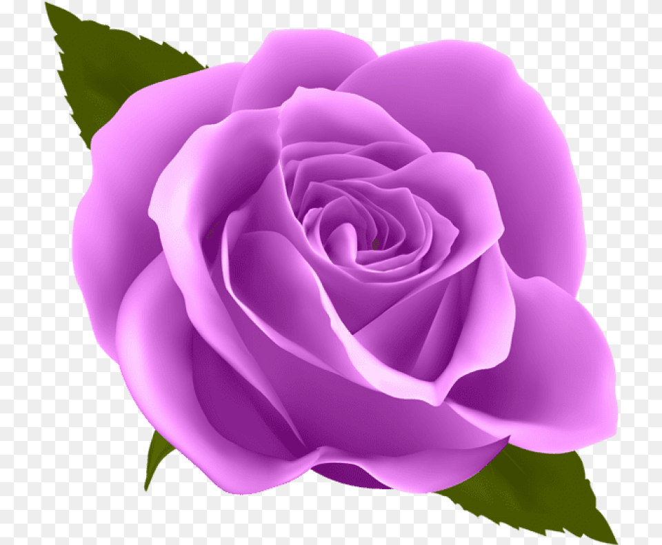 Purple Rose Blue Rose, Flower, Plant Free Transparent Png