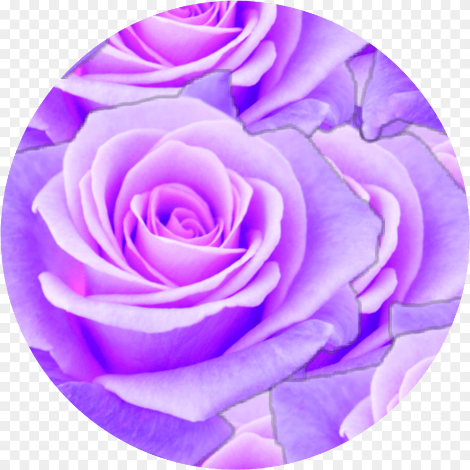 Purple Rose Circle Aesthetic Aesthetic Purple, Flower, Plant, Petal Png Image
