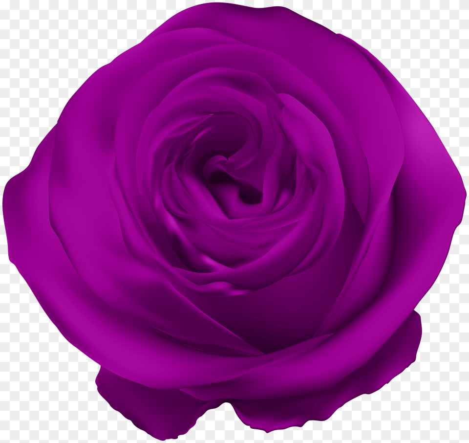 Purple Rose Clip, Vegetable, Produce, Plant, Nut Free Transparent Png