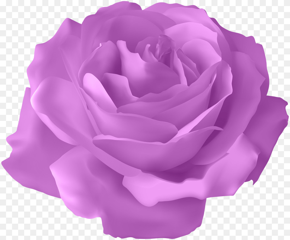 Purple Rose Clip Art Clipart Purple Rose Flower, Plant Png Image