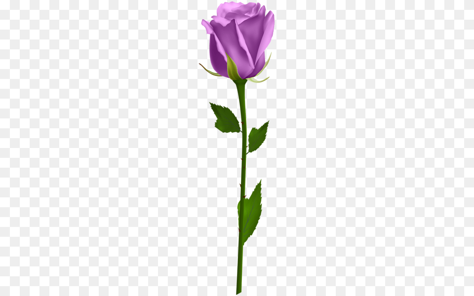 Purple Rose Clip Art Pretty Flowers Purple, Flower, Plant Png Image