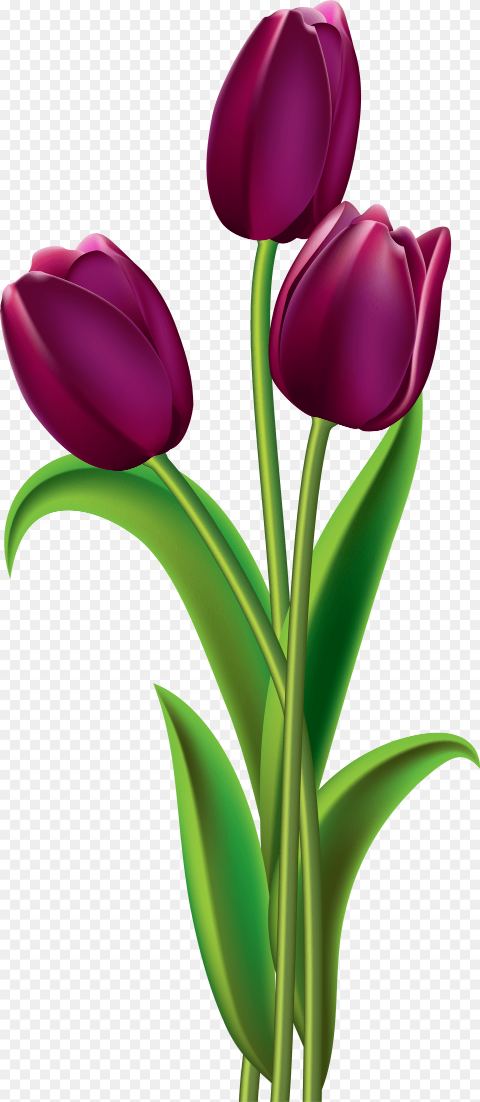 Purple Rose Clipart Australia, Flower, Plant, Tulip Free Png