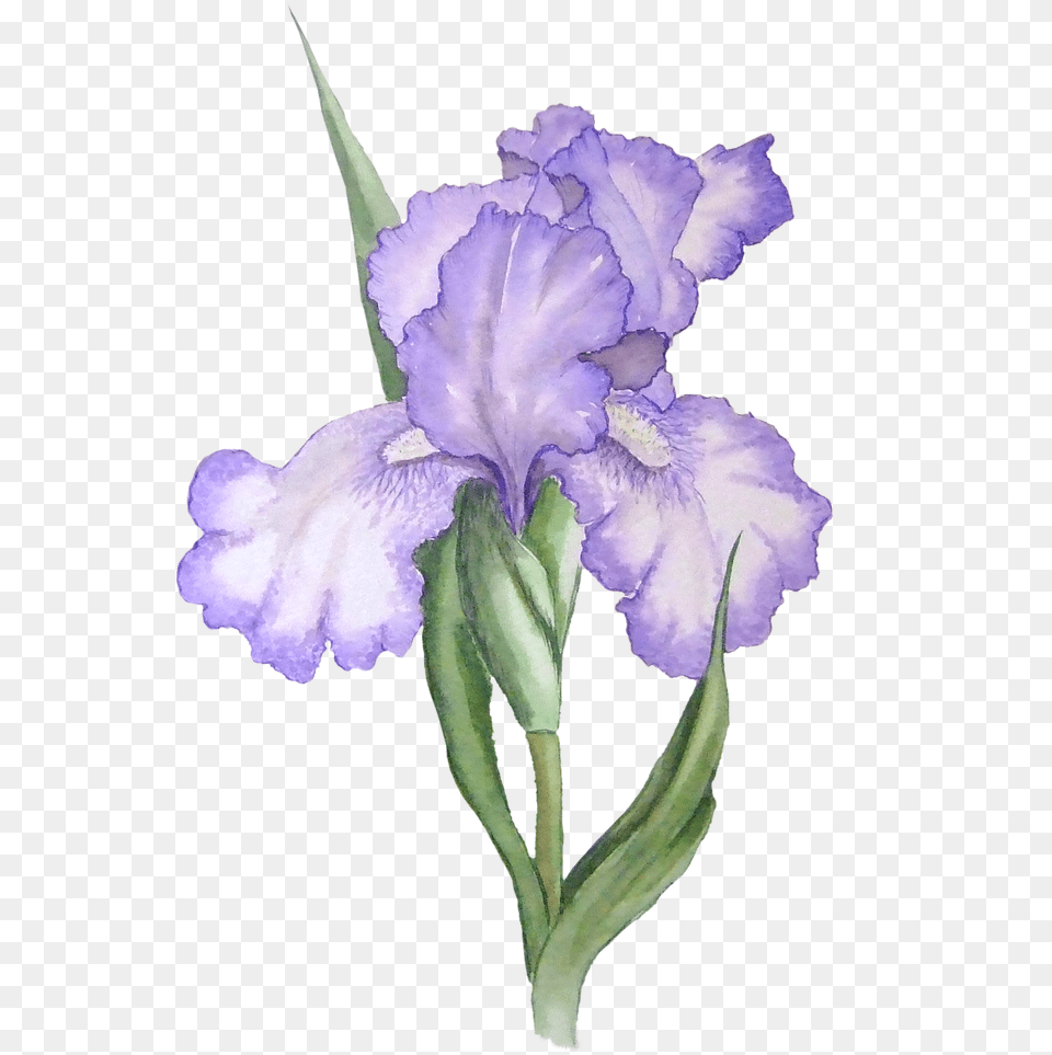 Purple Rose Clipart Background, Flower, Iris, Plant, Petal Free Png Download