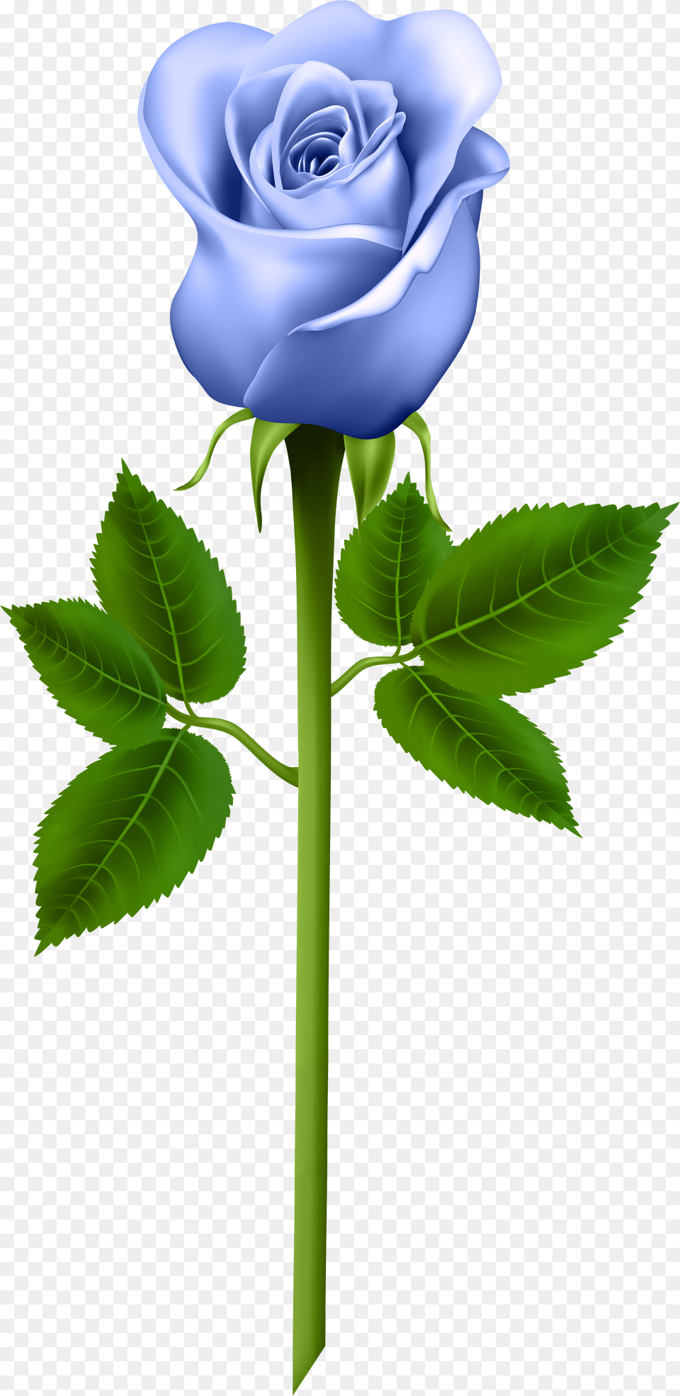 Purple Rose Clipart Download Blue Rose, Flower, Plant Png Image