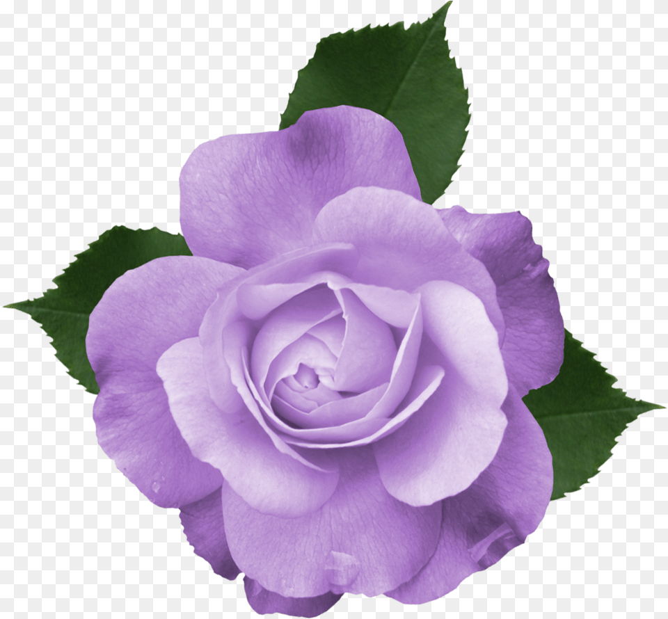 Purple Rose Clipart Real, Flower, Plant, Petal Free Transparent Png