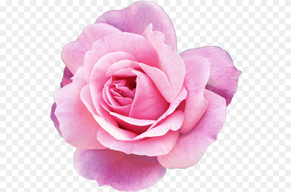 Purple Rose Clipart Vine Clip Art Stock Pink Flowers, Flower, Plant, Petal Png Image