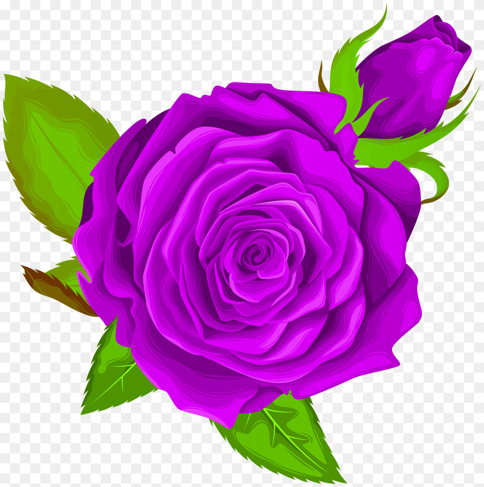Purple Rose Decorative Clip Art Free Png