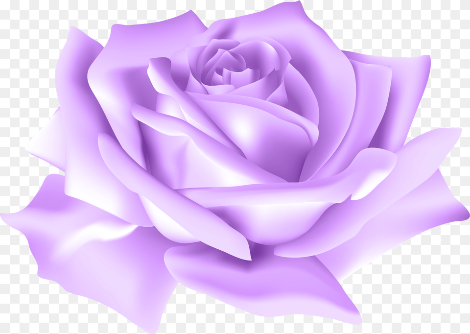 Purple Rose Flower Clip Art Image Gallery Yopriceville, Plant Free Png Download