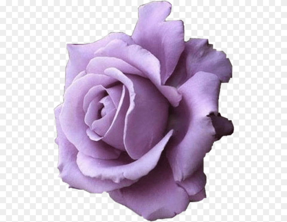 Purple Rose Flower Purpleflower Purplerose Freetoedit Funny Wallpapers For Mobile, Petal, Plant Free Png