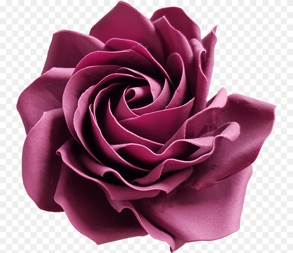 Purple Rose Garden Roses, Flower, Plant, Petal Free Png Download