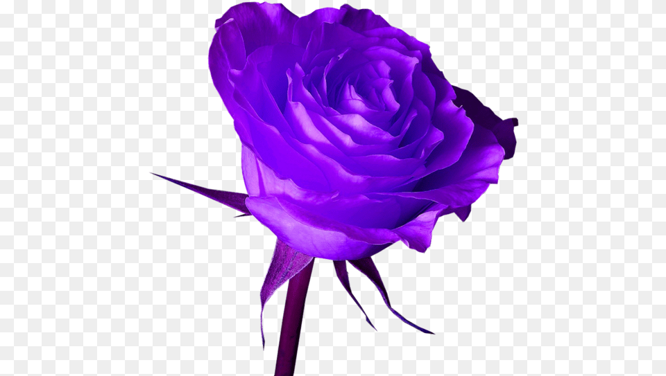 Purple Rose Hd, Flower, Plant Free Png