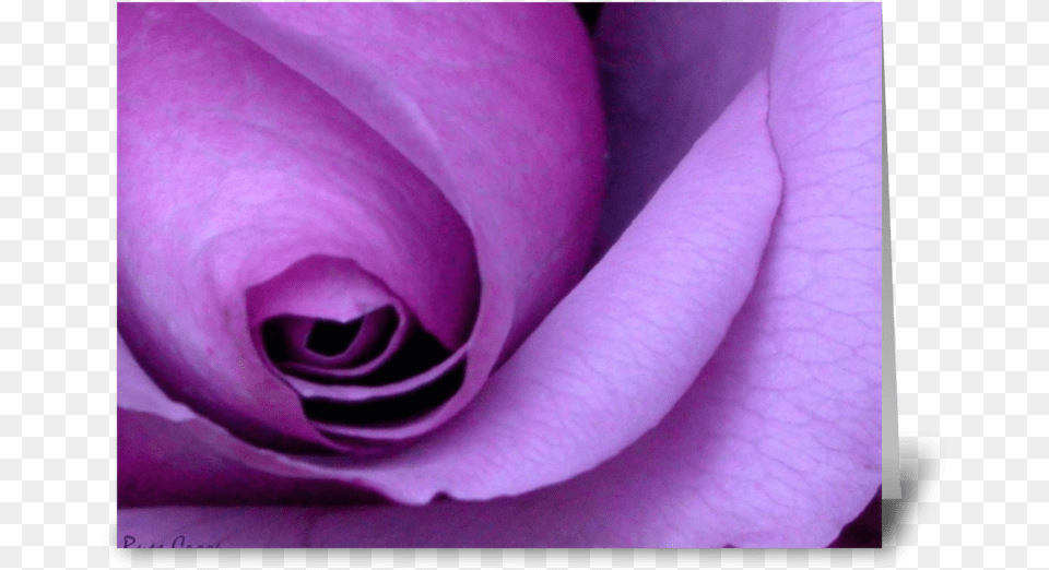 Purple Rose I M So Sorry Purple Happy Mothers Day, Flower, Petal, Plant Png Image