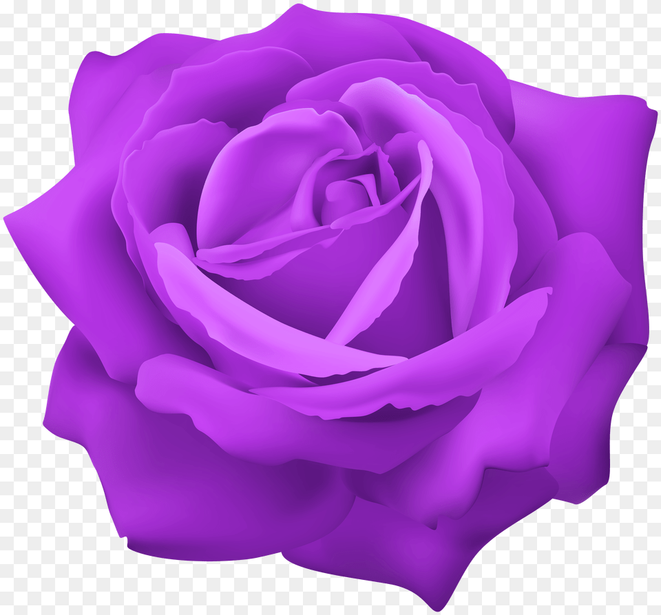 Purple Rose With Png Image