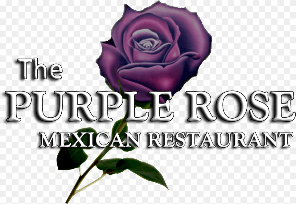 Purple Rose Mexican Restaurant, Flower, Plant Free Png Download