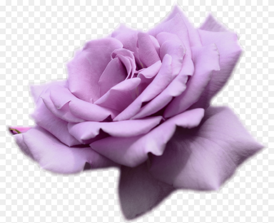 Purple Rose No Background Purple Rose Transparent, Flower, Plant, Petal Png