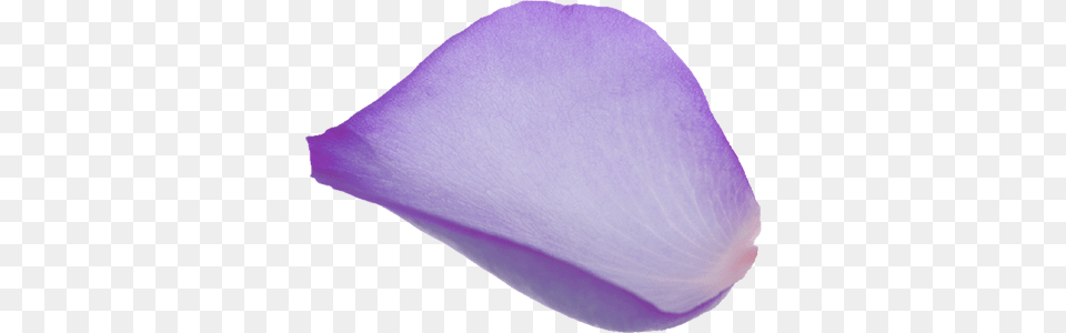 Purple Rose Petals Beauty Bazaar Harvey Nichols, Flower, Petal, Plant Free Png Download