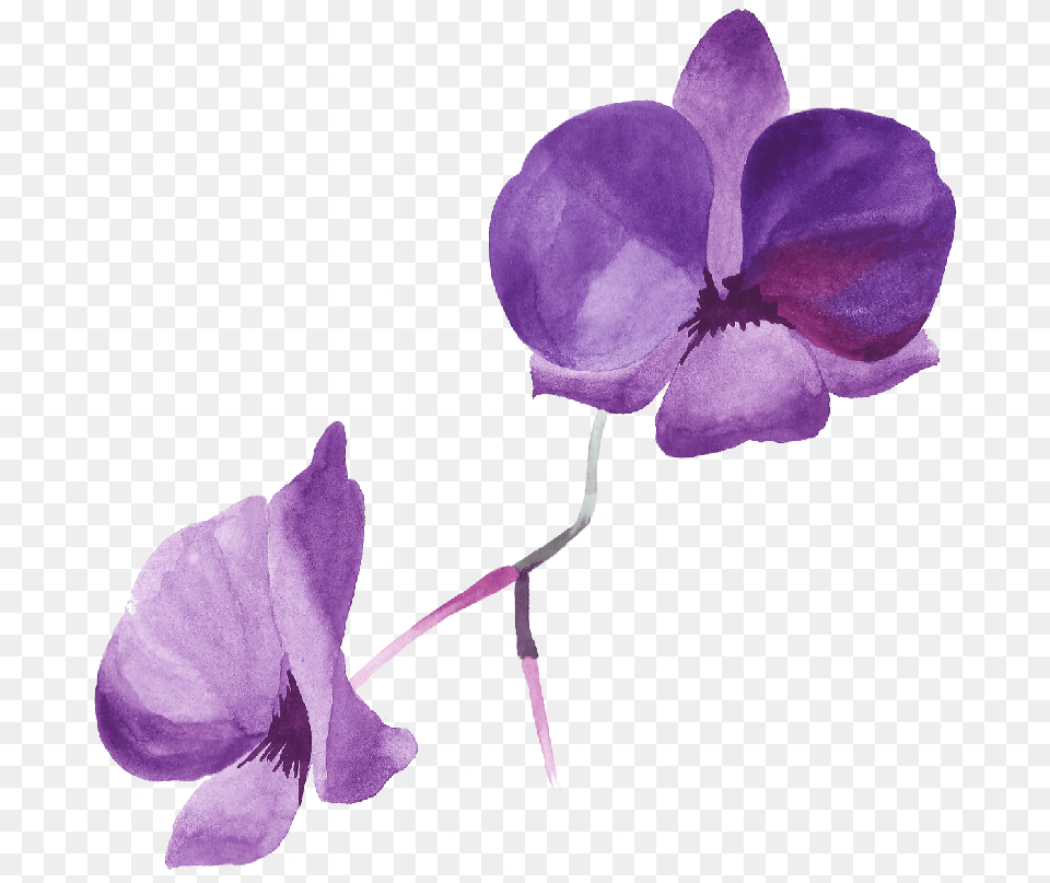 Purple Rose Petals Rose Purple Transparent Clip Art Image, Flower, Plant, Orchid Free Png Download