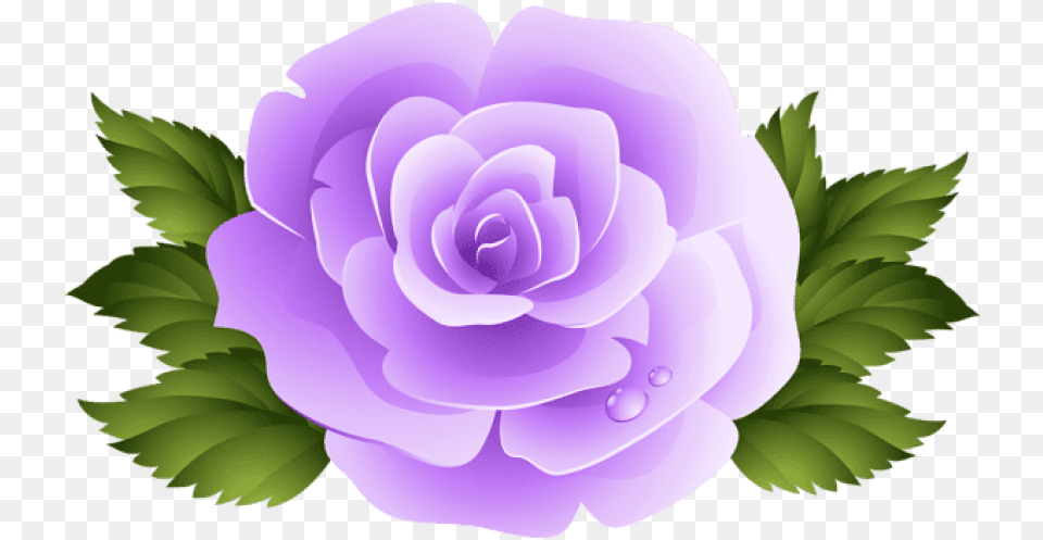 Purple Rose Pink Rose Flower Clipart, Plant Free Transparent Png