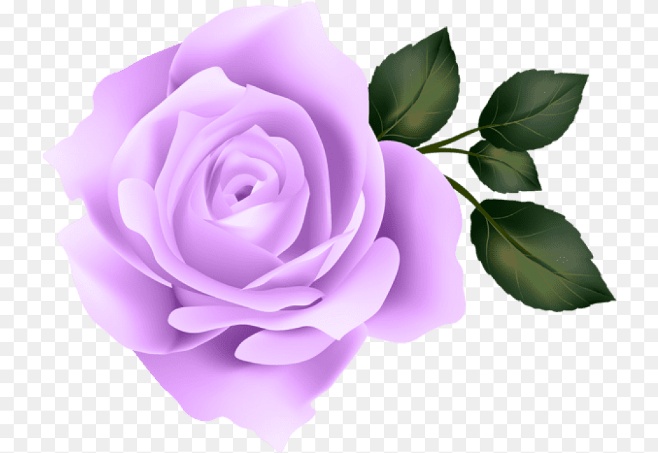 Purple Rose Purple Rose No Background, Flower, Plant Free Transparent Png