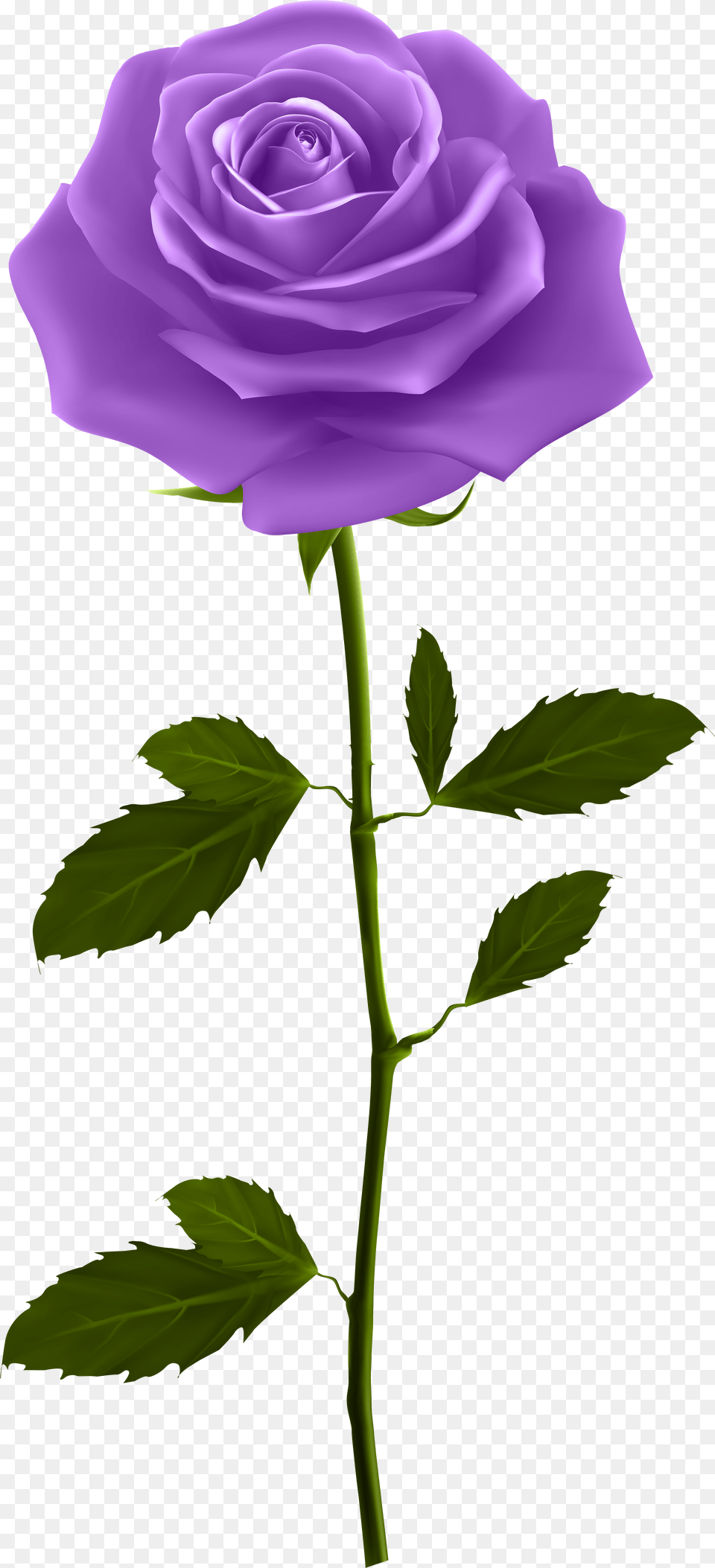 Purple Rose Roses Cartoon With Stem Clip Art Purple Rose With Stem, Flower, Plant Png Image