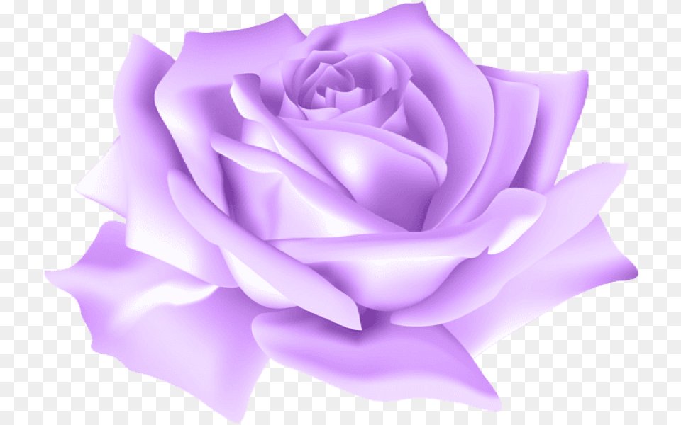 Purple Rose Background Blue Rose, Flower, Plant Free Transparent Png