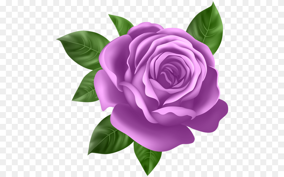 Purple Rose Transparent Clip, Flower, Plant Png
