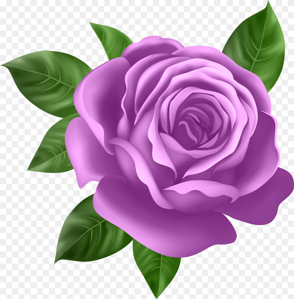 Purple Rose Transparent Clip Art Png Image