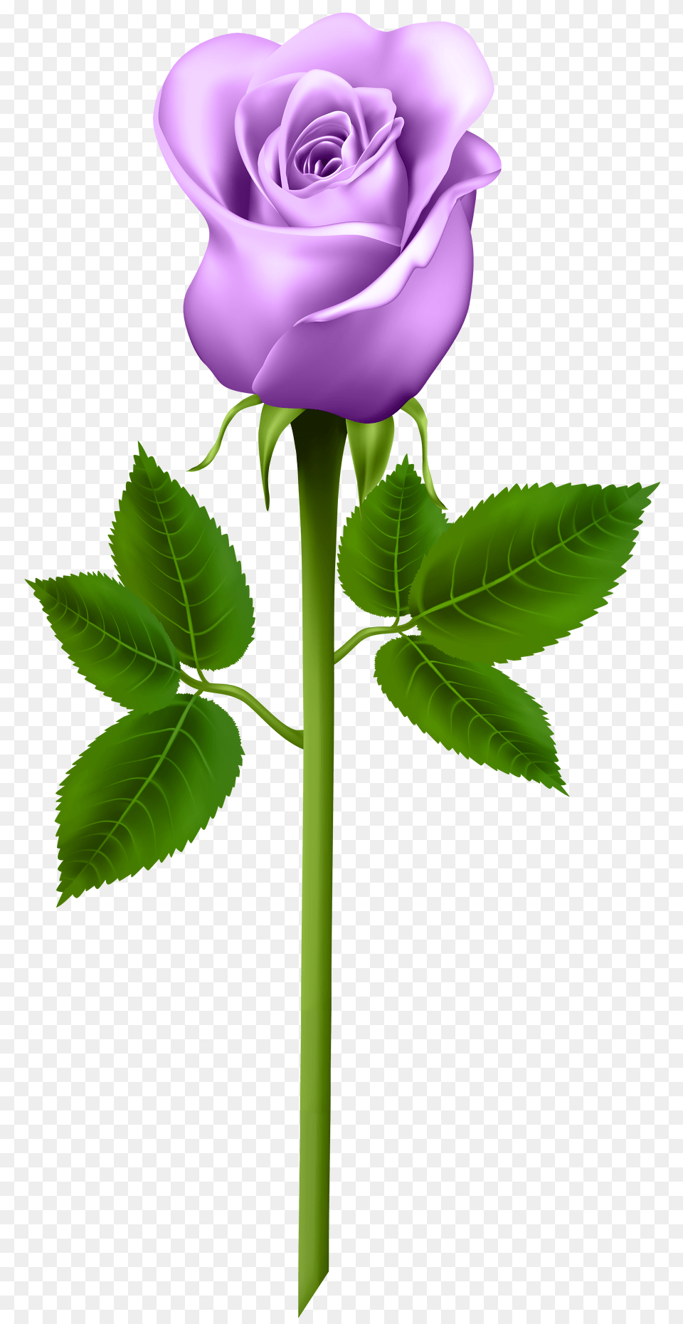Purple Rose Transparent Image Purple Rose Clipart, Flower, Plant Free Png