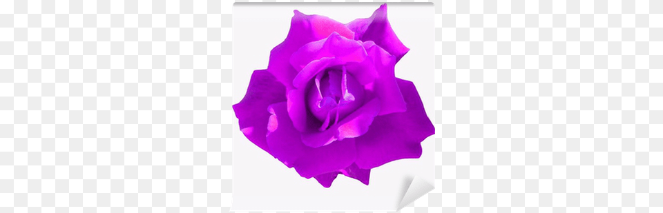 Purple Rose Wall Mural U2022 Pixers We Live To Change Hybrid Tea Rose, Flower, Petal, Plant Free Transparent Png