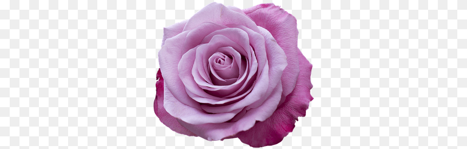 Purple Rose Wallpapers Hd Clip Art, Flower, Plant Png Image