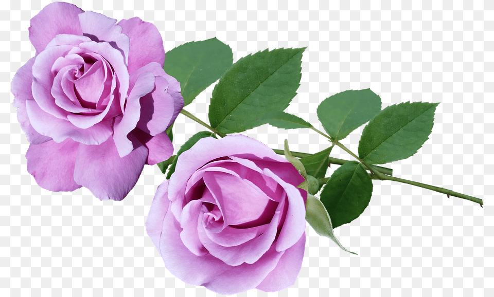 Purple Roses, Flower, Plant, Rose, Petal Free Png
