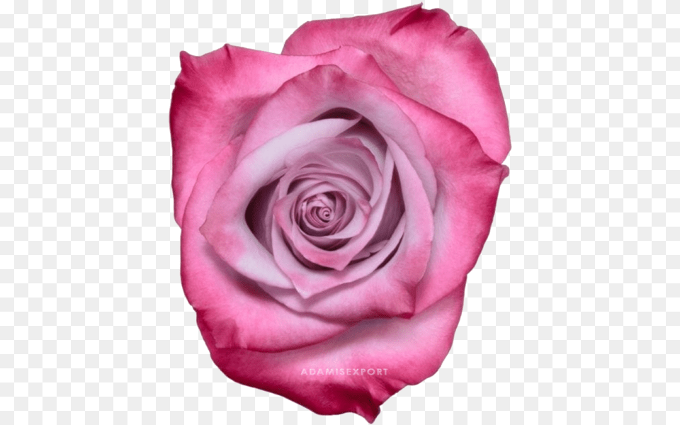 Purple Roses, Flower, Petal, Plant, Rose Free Png Download