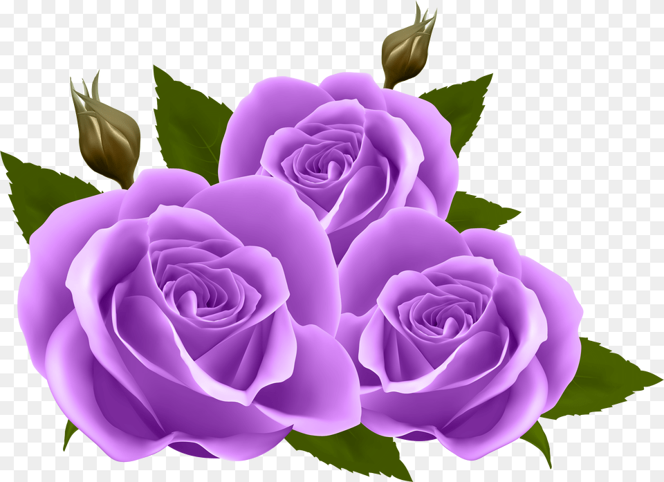 Purple Roses Clip Art Purple Rose Clip Art Png