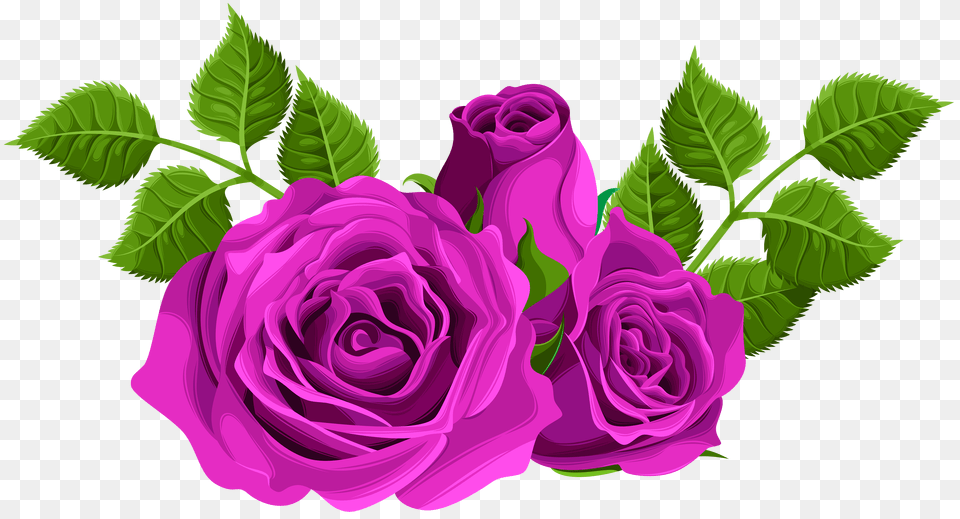 Purple Roses Decorative Clip Art Free Png Download