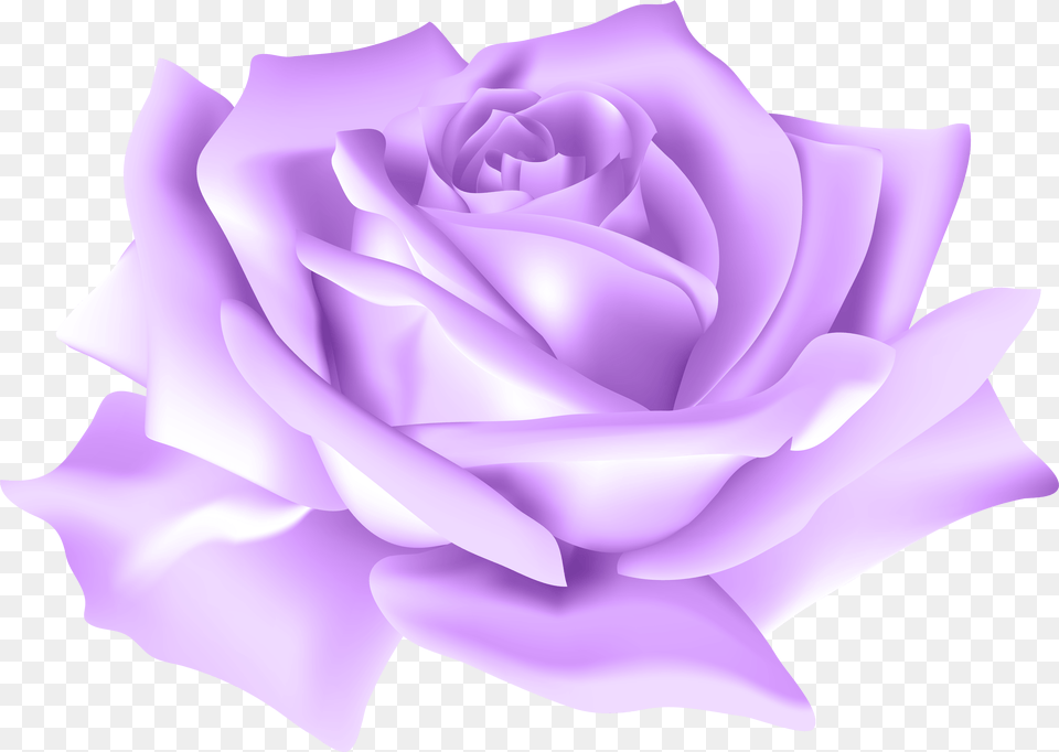 Purple Roses Download Background Purple Rose, Flower, Plant Free Transparent Png